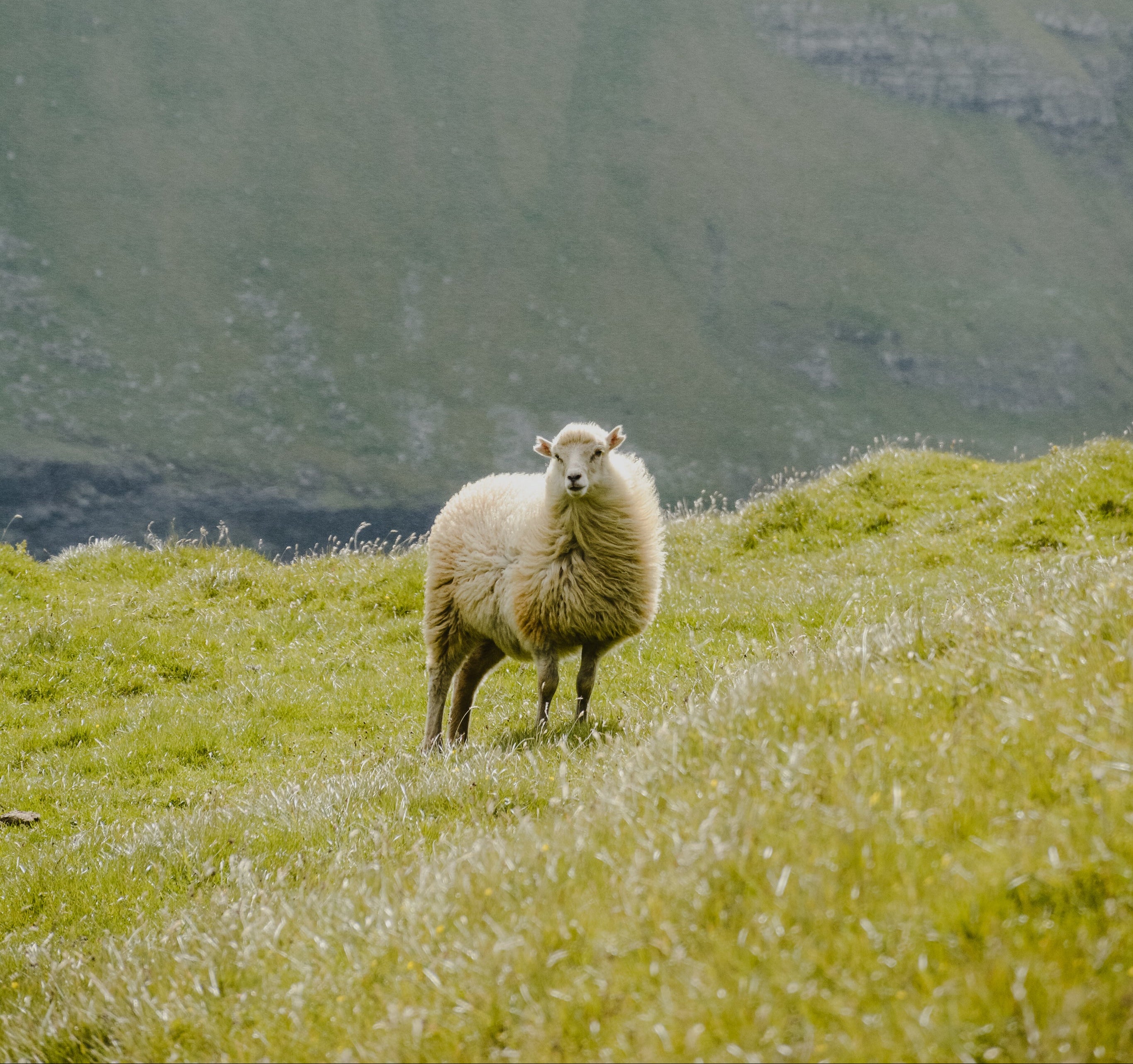 Garn nach Kategorien